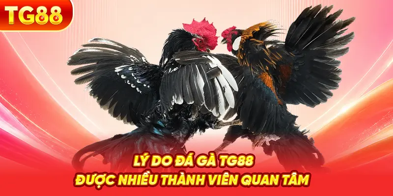Lý Do Đá Gà TG88 Được Nhiều Thành Viên Quan Tâm