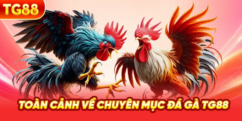 Toàn Cảnh Về Chuyên Mục Đá Gà TG88